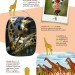 10_La giraffa.jpg